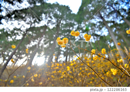 関東地方・蓑毛のミツマタ・丹沢の登山道を三ツ股の群生を眺めて歩くイメージ・神奈川県秦野市蓑毛(10) 122286163