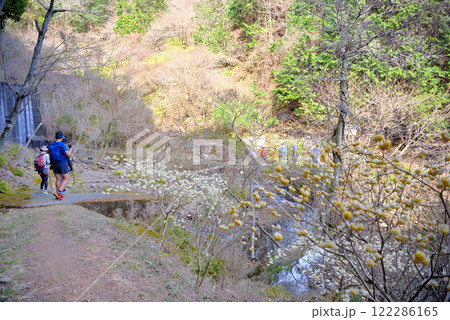 関東地方・蓑毛のミツマタ・三ツ股の群生を楽しむ、丹沢の登山のイメージ・神奈川県秦野市蓑毛(2) 122286165