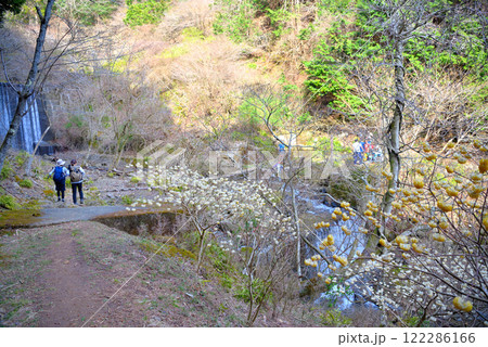 関東地方・蓑毛のミツマタ・三ツ股の群生を楽しむ、丹沢の登山のイメージ・神奈川県秦野市蓑毛(3) 122286166