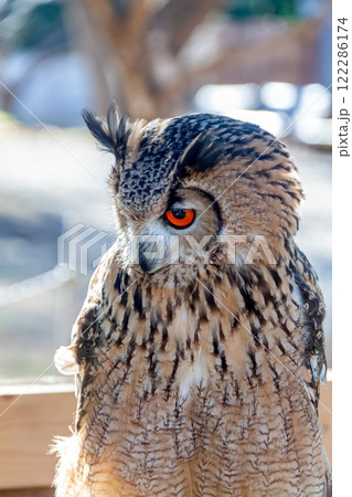 羽角が風で揺れて精悍かつ虹彩が鮮やかなベンガルワシミミズク 122286174