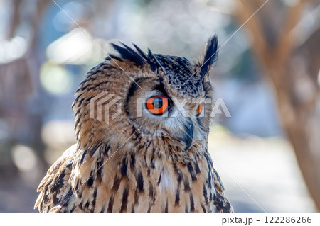 羽角が風で揺れて精悍かつ虹彩が鮮やかなベンガルワシミミズク 122286266