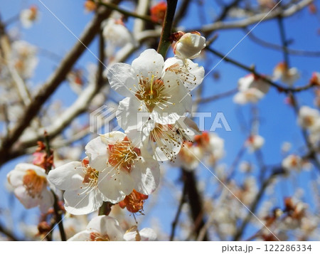 梅の花 122286334