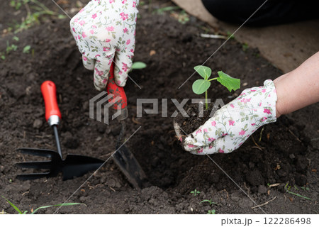 Gardener planting seedlings in rich soil on a sunny day in a backyard garden with tools nearby 122286498