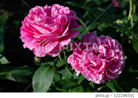 Beautiful pink roses blooming in a garden during springtime, showcasing rich colors and delicate petals 122286501
