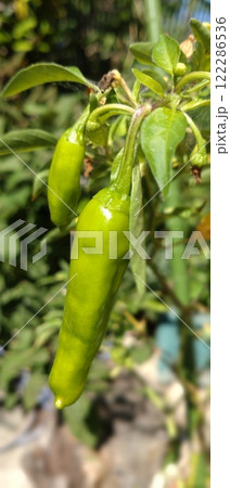 生っているシシトウ 122286536