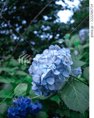 紫陽花 紫陽花 122286714