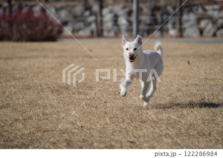White dog playing on the grass in the park. White dog playing on the grass in the park. 122286984