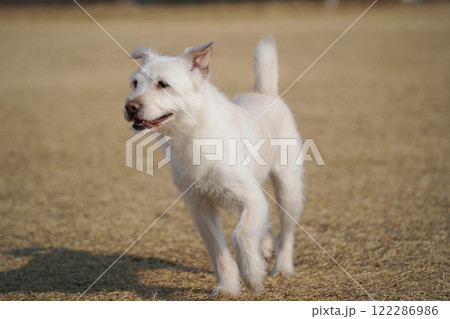 White dog playing on the grass in the park. White dog playing on the grass in the park. 122286986