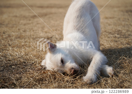 White dog playing on the grass in the park. White dog playing on the grass in the park. 122286989