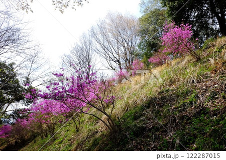 山斜面に咲くミツバツツジ　【相模原市津久井　4月】 122287015