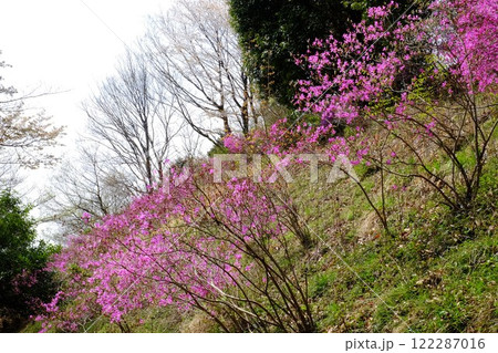 ミツバツツジ咲く山斜面　【相模原市津久井　4月】 122287016