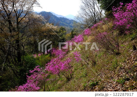 山に咲く山桜とミツバツツジ 【相模原市津久井 4月】 山に咲く山桜とミツバツツジ 【相模原市津久井 4月】 122287017