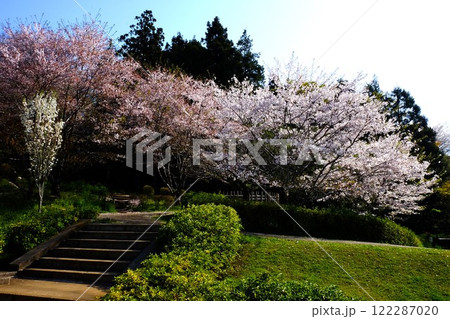 春の散策路　【相模原市津久井　4月】 122287020
