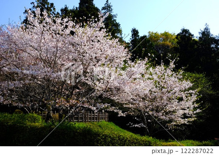 散策路の桜満開　【相模原市津久井　4月】 122287022