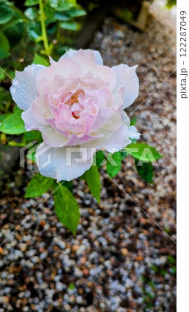 プリンセステンコー プリンセステンコー 122287049