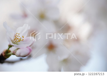 桜3270 桜3270 122287213
