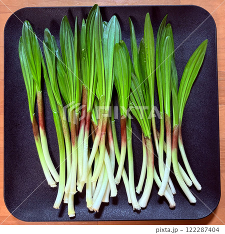 ギョウジャニンニク 122287404