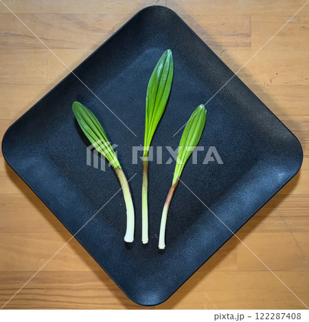 ギョウジャニンニク 122287408