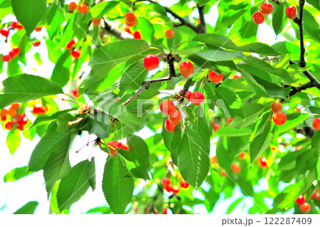 関東・笛吹・フルーツ狩り・たわわに実った、美味しそうなサクランボ・山梨県笛吹市(1) 122287409