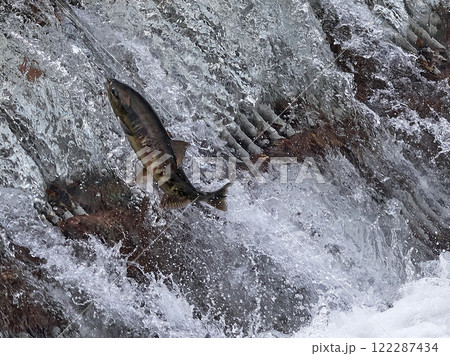 サケ 遡上 跳ねる サケ 遡上 跳ねる 122287434