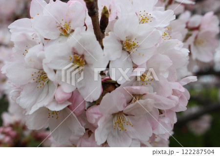 春を感じさせる美しいアップされた桜の花 春を感じさせる美しいアップされた桜の花 122287504