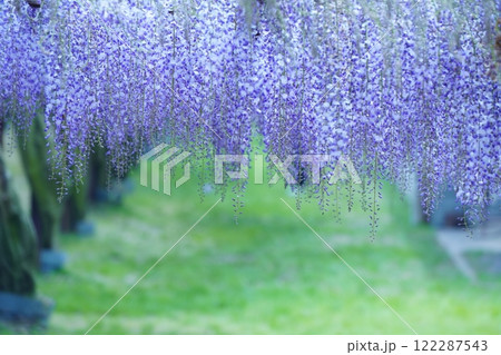 藤 134 藤 134 122287543