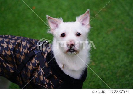 White Dog in a black jacket on the green grass. 122287575