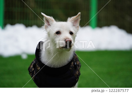 White Dog in a black jacket on the green grass. White Dog in a black jacket on the green grass. 122287577