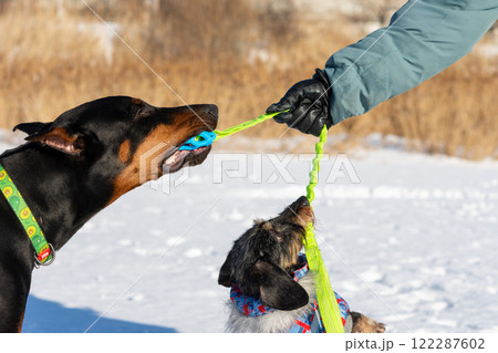 Doberman and dachshund happily play with rope toy in snow in winter. 122287602