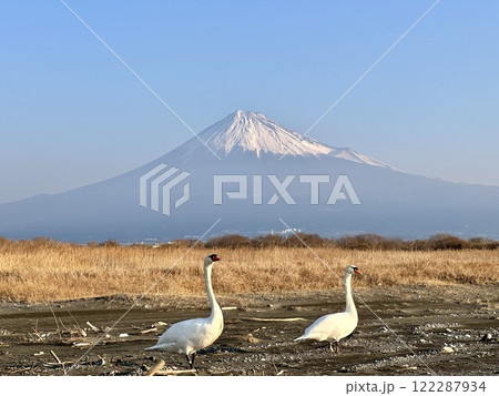 富士海岸から見る白鳥と冬の富士山 122287934