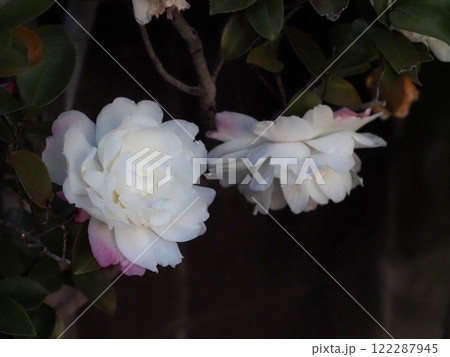 日陰に咲いた二輪の白いサザンカの花（出雲大社土佐分祠の生垣） 122287945