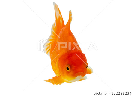 Oranda goldfish isolated on white background close up Oranda goldfish isolated on white background close up 122288234