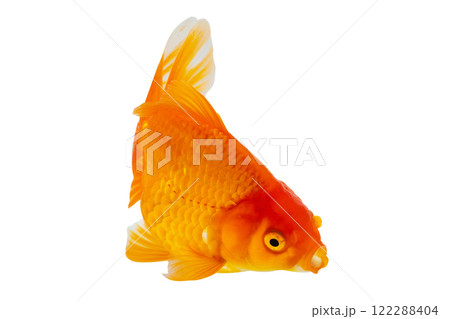 Oranda goldfish isolated on white background close up Oranda goldfish isolated on white background close up 122288404