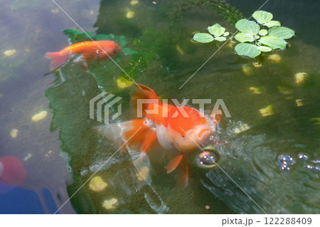 Goldfish in aquarium fish pond close up Goldfish in aquarium fish pond close up 122288409