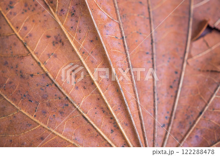 dry brown tree leaves texture close up background dry brown tree leaves texture close up background 122288478
