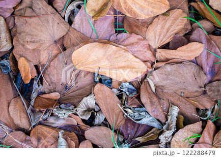 piles of brown dry tree leaves background piles of brown dry tree leaves background 122288479