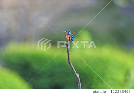 カワセミ 神奈川県 中井町 厳島湿生公園 カワセミ 神奈川県 中井町 厳島湿生公園 122288495