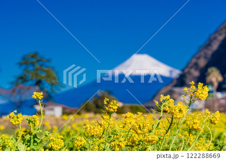 【静岡県】井田の春を告げる菜の花越しに富士山 【静岡県】井田の春を告げる菜の花越しに富士山 122288669