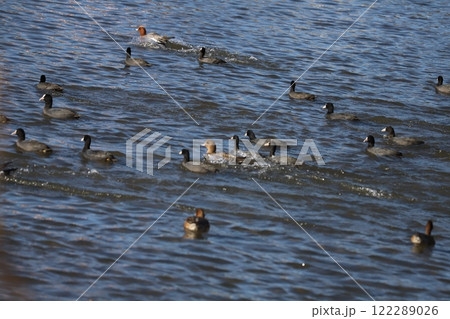 冬の川で波しぶきを立てて高速で泳ぐヒドリガモとオオバンの群れ 122289026