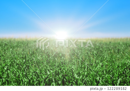 Beautiful spring backdrop. Abstract blurred spring background with green grass blue sky. 122289182