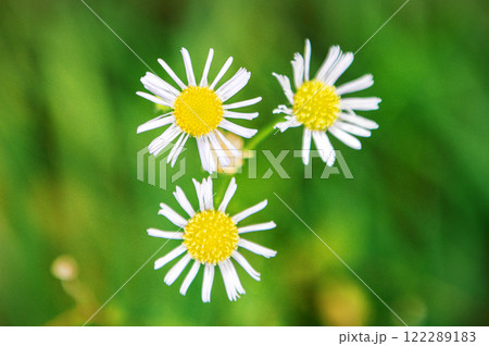 Beautiful spring backdrop. Blooming white flowers on a green blurred nature background. 122289183