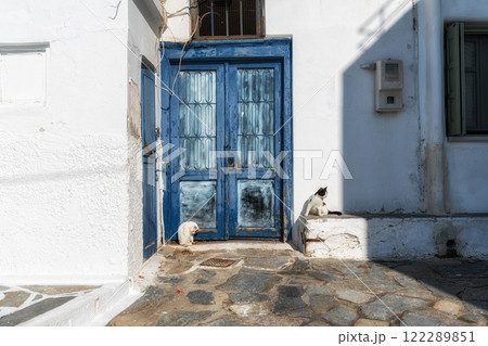 Naxos Street Cats 122289851