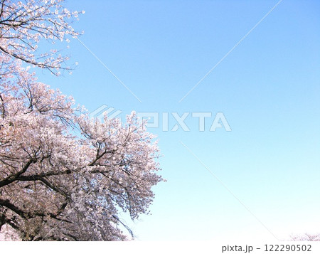 満開の桜と雲一つない快晴の青空を見上げる　春の日本にて　 122290502
