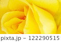 黄色いバラのクローズアップ 122290515