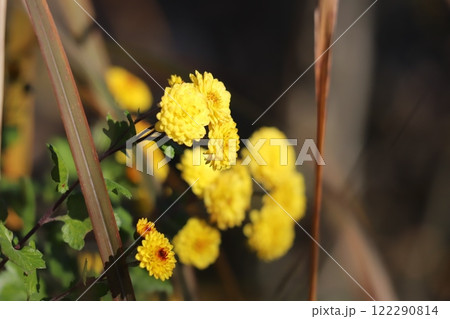 冬の庭に咲く黄色い小菊の花 冬の庭に咲く黄色い小菊の花 122290814