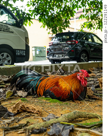 マレーシアの路上に佇む野良にわとり マレーシアの路上に佇む野良にわとり 122291149