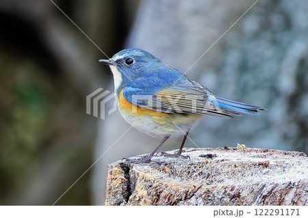 切株で膨羽するルリビタキの雄 切株で膨羽するルリビタキの雄 122291171