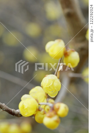 満開を迎える蝋梅 122292024