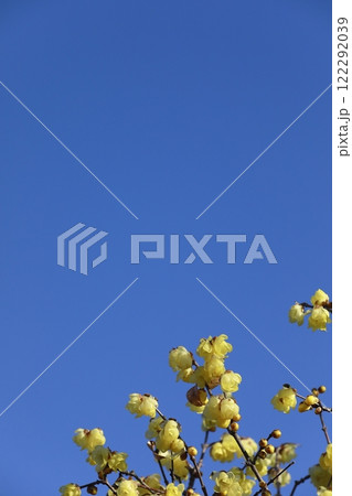 満開を迎える蝋梅 122292039