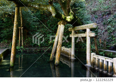 鹿島神宮　御手洗池 122292229
